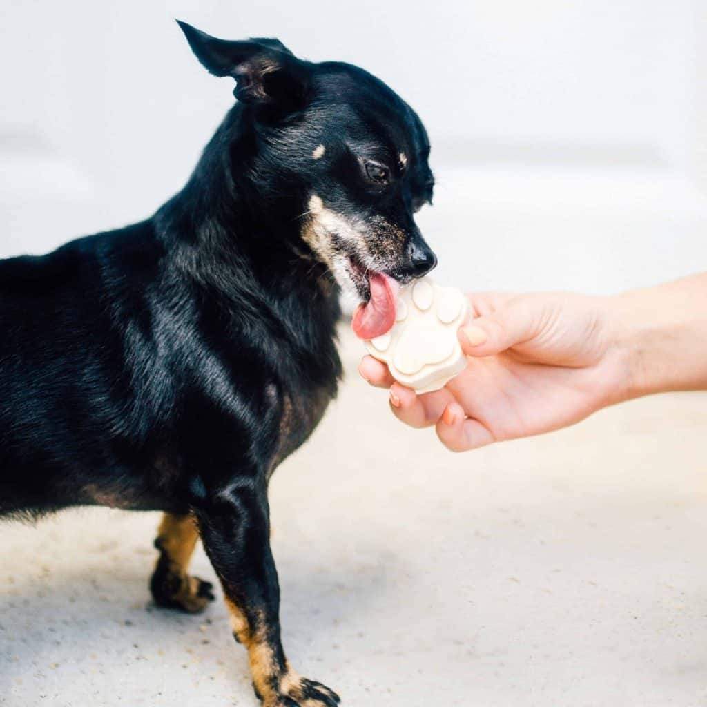 Recepty na domácí zmrzlinu pro psy doporučené 10 odborníky na domácí mazlíčky + výhody každé použité ingredience