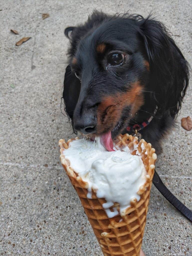 Recettes de crème glacée maison pour chiens recommandées par 10 experts en animaux de compagnie + avantages de chaque ingrédient utilisé