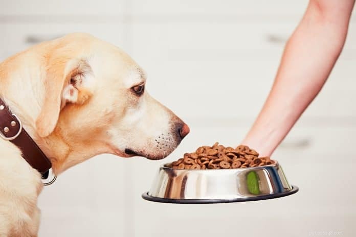 8 beste hondenvoer voor allergieën aanbevolen door dierenartsen en huisdierexperts