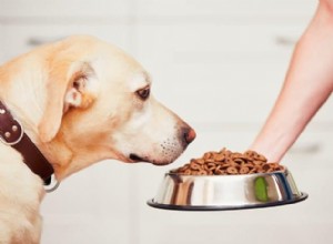 수의사와 애완동물 전문가가 추천하는 알레르기에 좋은 개밥 8가지