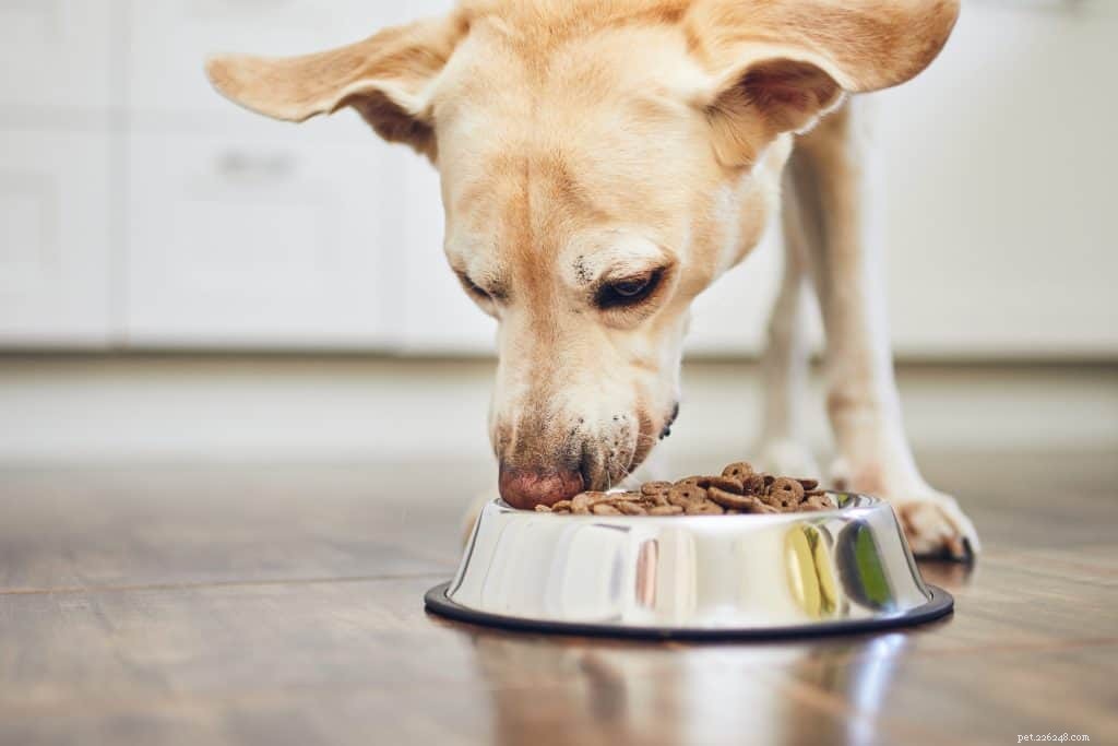 8 melhores rações para cães para alergias recomendadas por veterinários e especialistas em animais de estimação