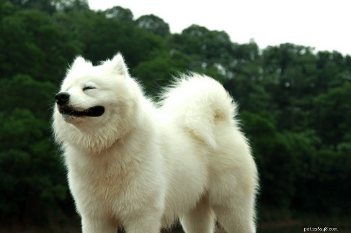 Vet Answers 7 FAQS About Own a Samoyed in Singapore