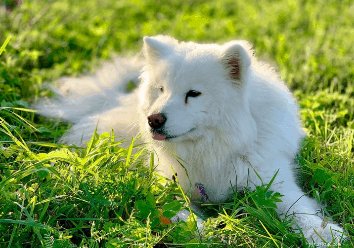 Vet Answers 7 FAQS About Own a Samoyed in Singapore