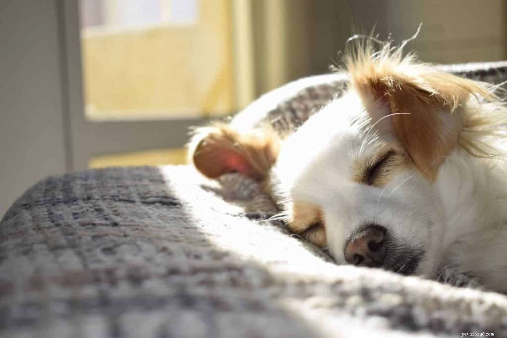 Hondengedragstherapeut legt uit hoe u uw hond kunt helpen het hoofd te bieden tijdens de COVID-19-lockdownmaatregelen