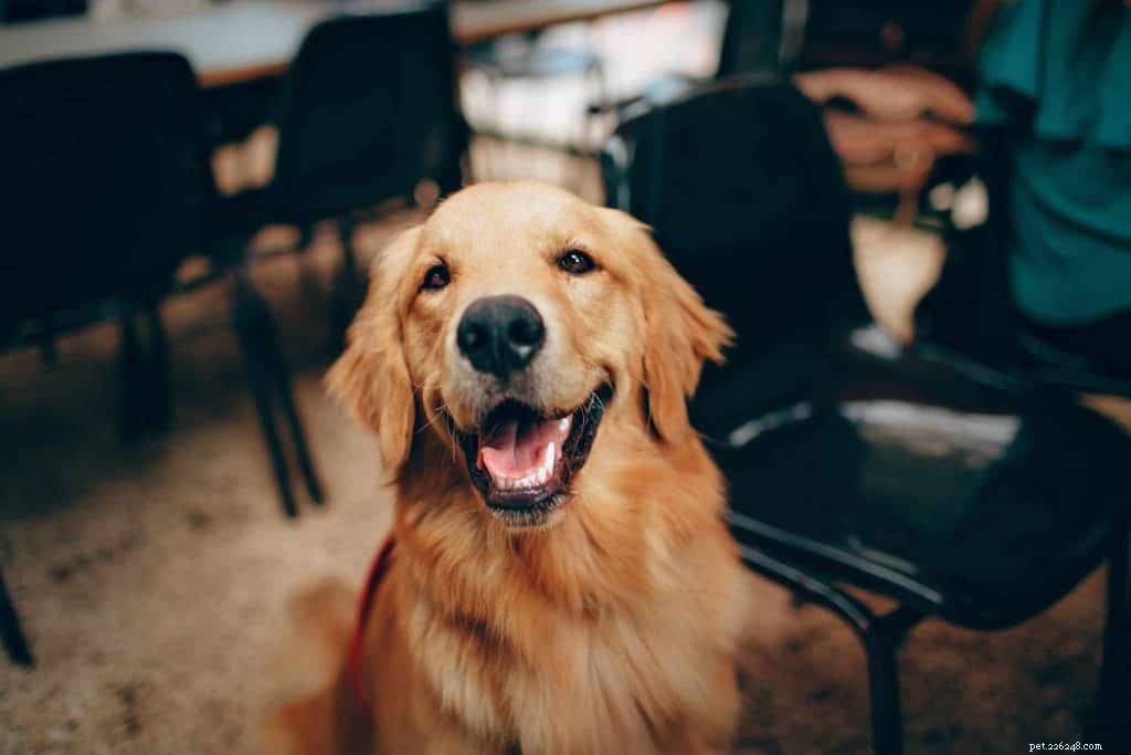 O comportamentalista canino explica como ajudar seu cão a lidar com as medidas de confinamento do COVID-19