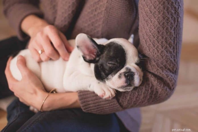 Hur man vet om din hund har feber:Veterinärens råd och tips