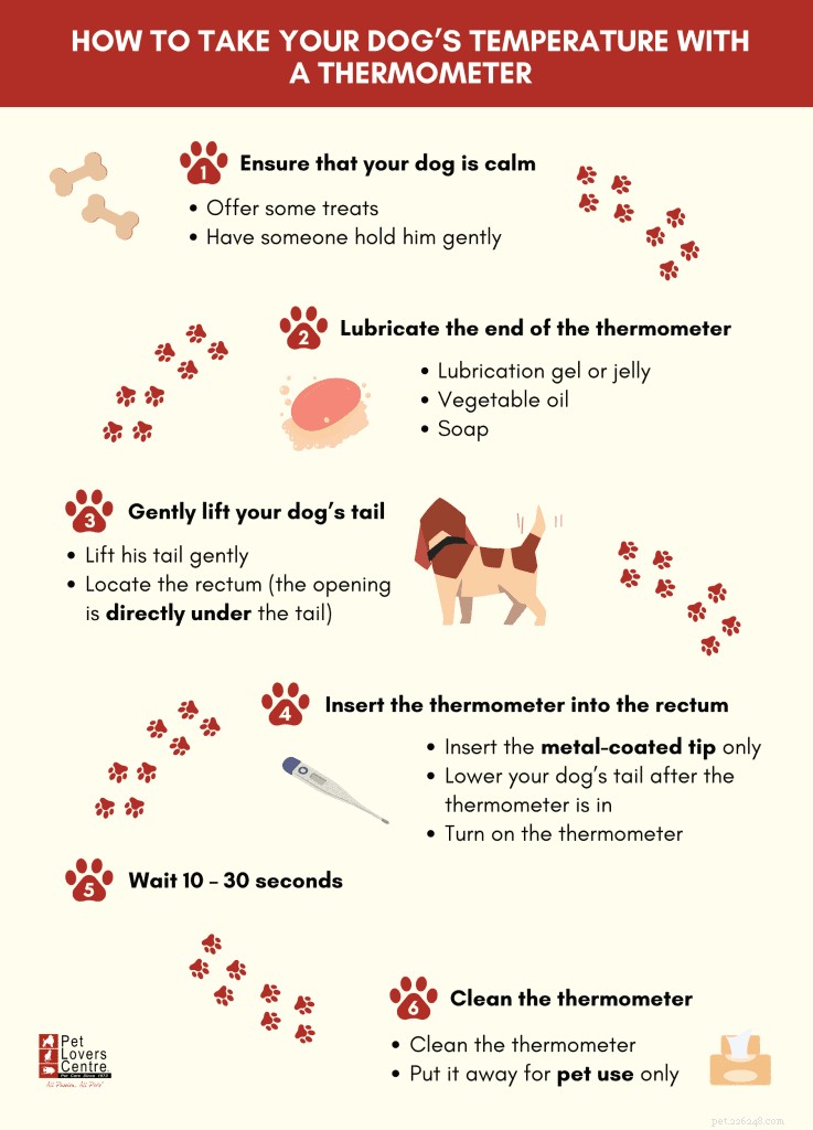 Come capire se il tuo cane ha la febbre:consigli e consigli del veterinario