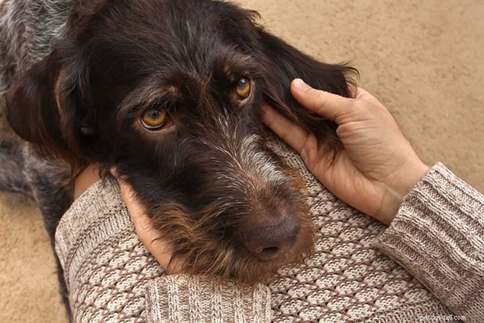 あなたの犬が熱を持っているかどうかを見分ける方法：獣医のアドバイスとヒント 