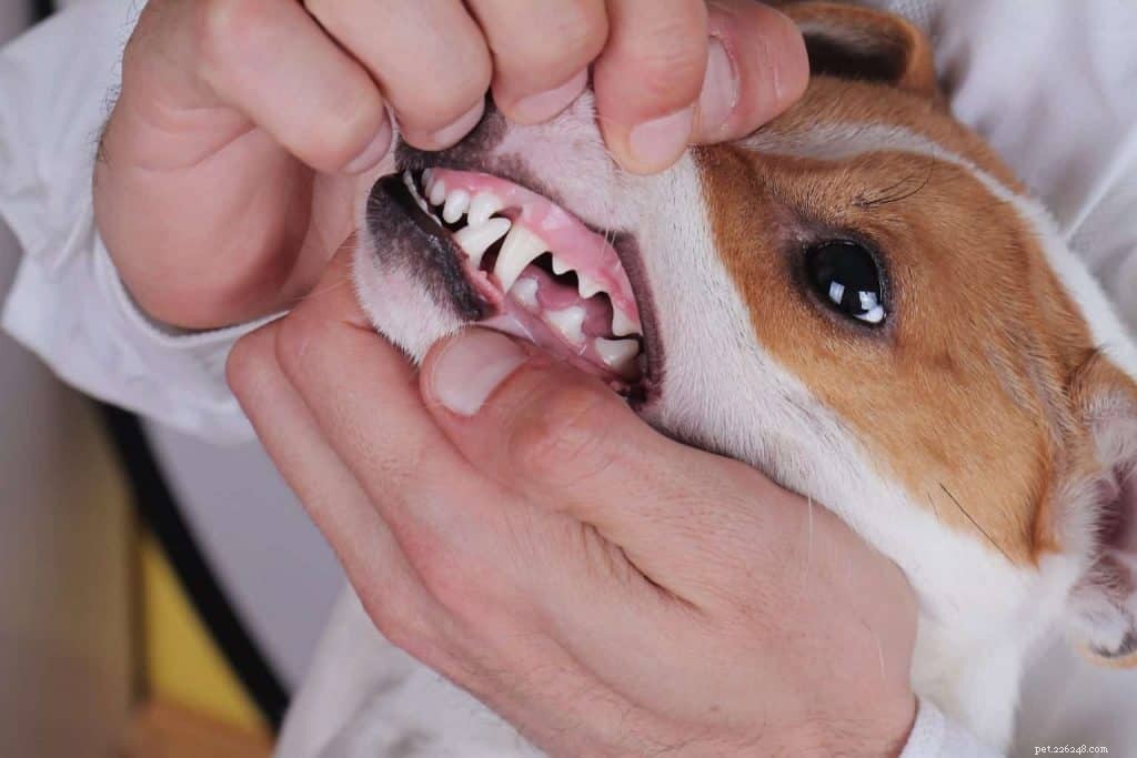 Jak zjistit, zda má váš pes horečku:rady a tipy veterináře