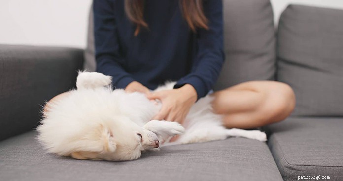 Как понять, что у вашей собаки жар:советы и подсказки ветеринара