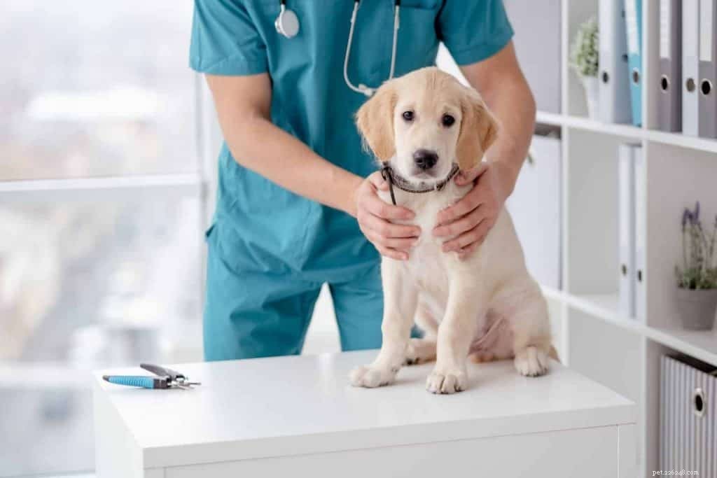 Come capire se il tuo cane ha la febbre:consigli e consigli del veterinario