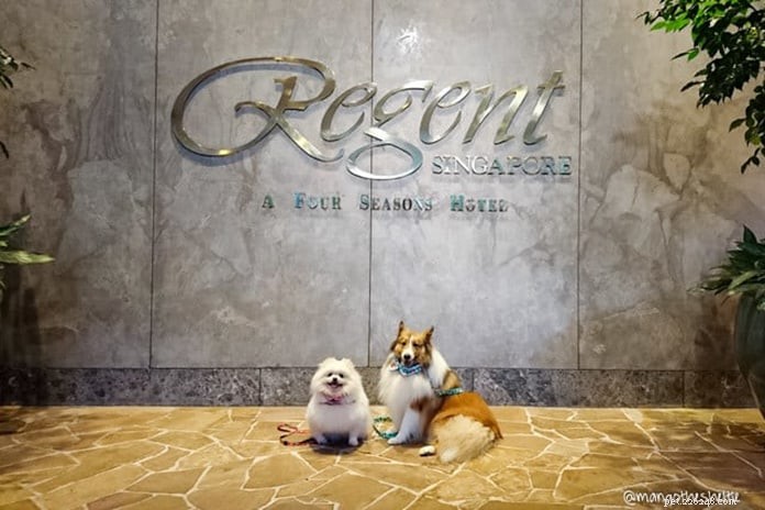 13 hotel pet-friendly, appartamenti serviti e chalet a Singapore per un soggiorno perfetto con il tuo Furkid nel 2020