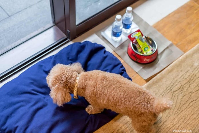 2020년에 퍼키드와 함께 완벽한 숙박을 위한 싱가포르의 애완동물 동반 가능 호텔, 서비스 아파트 및 샬레 13개