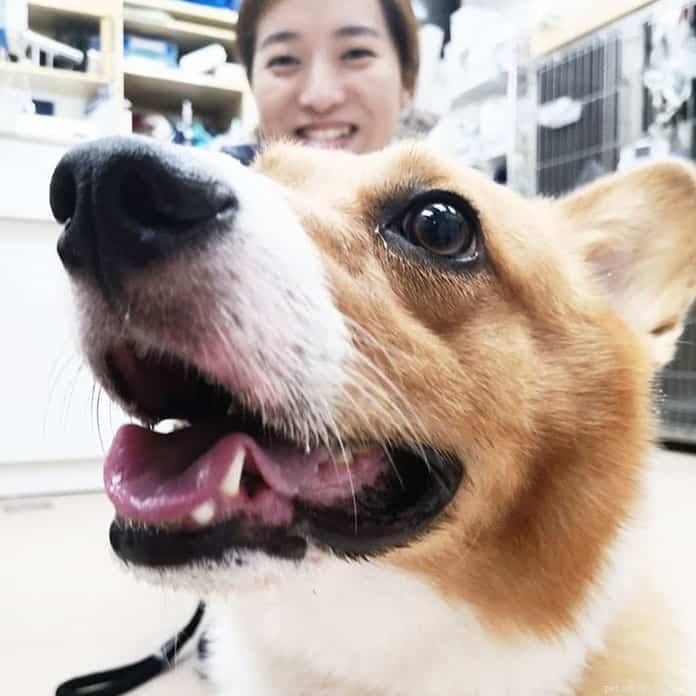 21 bästa veterinärerna i Singapore för ditt husdjurs nästa besök [Inkluderar 24-timmars-, nöd- och hemtjänsttjänster]