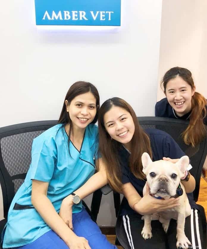 애완동물의 다음 방문을 위한 싱가포르 최고의 수의사 21곳 [24시간 응급 및 집 전화 서비스 포함]