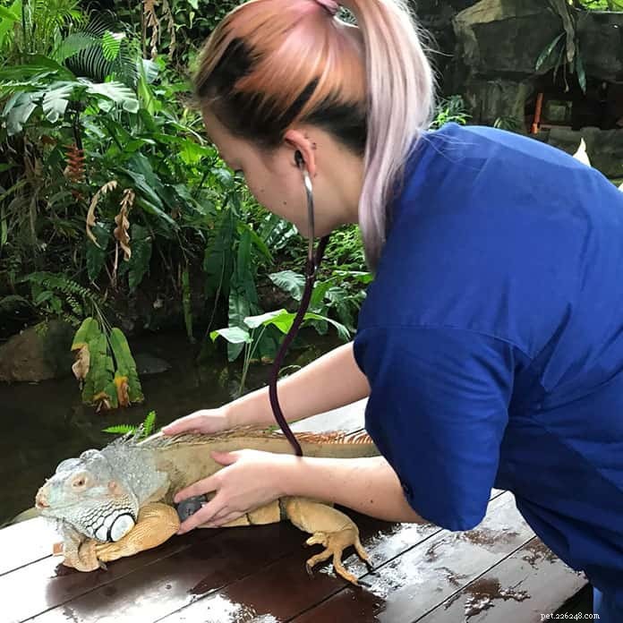 21 beste dierenartsen in Singapore voor het volgende bezoek van uw huisdier [inclusief 24-uurs-, nood- en huisoproepdiensten]