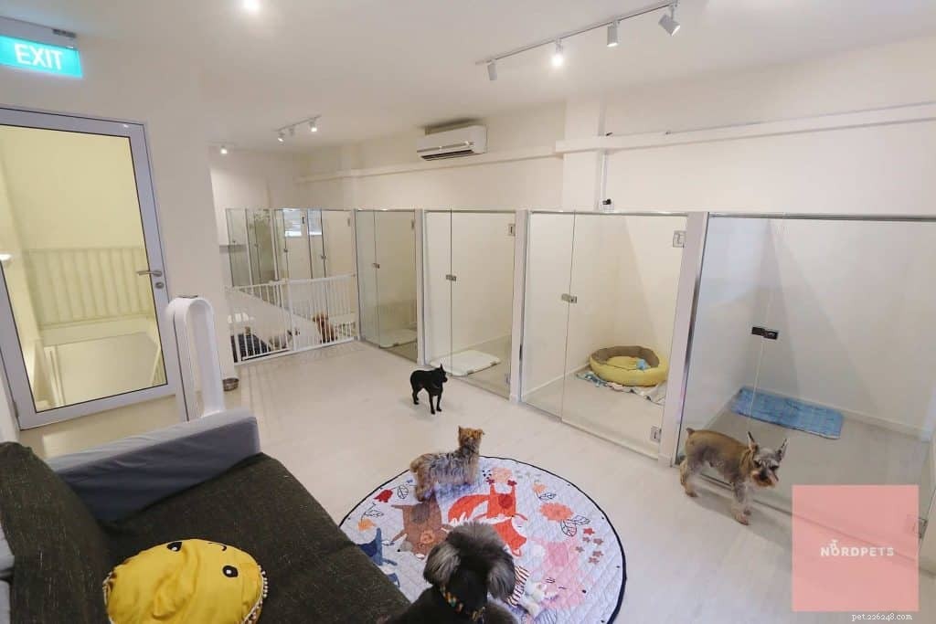 A lista completa dos melhores centros de hospedagem para animais de estimação em Cingapura 2020