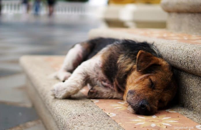 Inzichten van dierenartsen over osteosarcoom bij honden:oorzaken, symptomen en behandeling