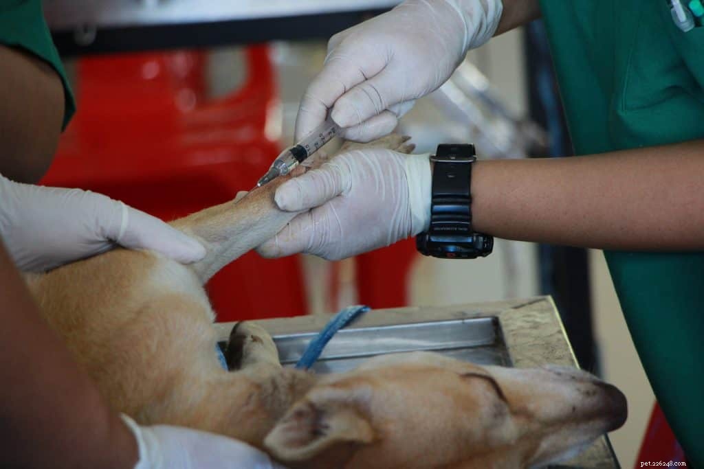 Veterinärinsikter om osteosarkom hos hundar:orsaker, symtom och behandling