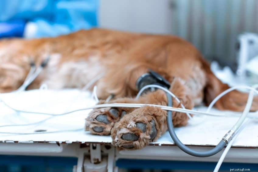 犬の骨肉腫に関するVetInsights：原因、症状、治療
