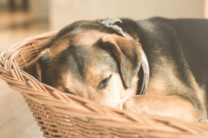 Rady veterináře o lymfomu u psů:Příčiny, příznaky a léčba