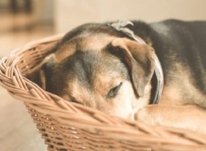 Rady veterináře o lymfomu u psů:Příčiny, příznaky a léčba