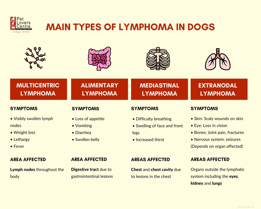 Dierenartsadvies over lymfoom bij honden:oorzaken, symptomen en behandeling