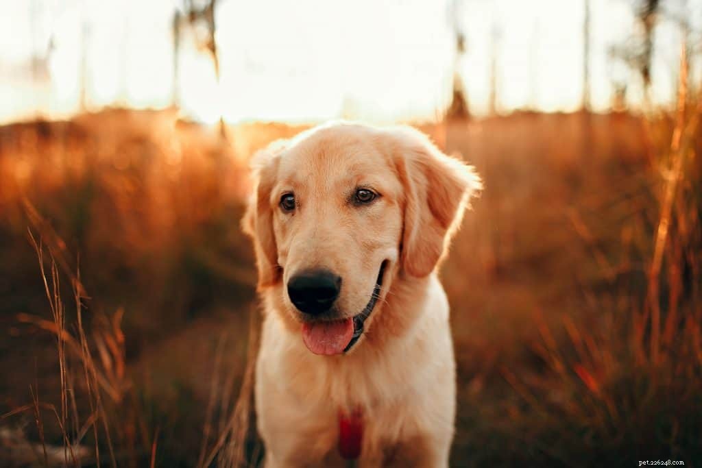 Veterinärråd om lymfom hos hundar:orsaker, symtom och behandling