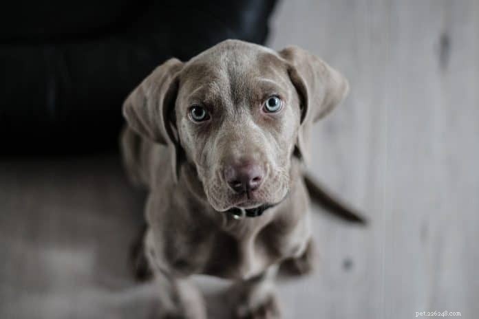 Glaukom hos hundar:orsaker, symtom och behandling som rekommenderas av veterinärer