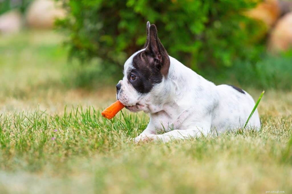 Glaukom u psů:Příčiny, příznaky a léčba doporučovaná veterináři