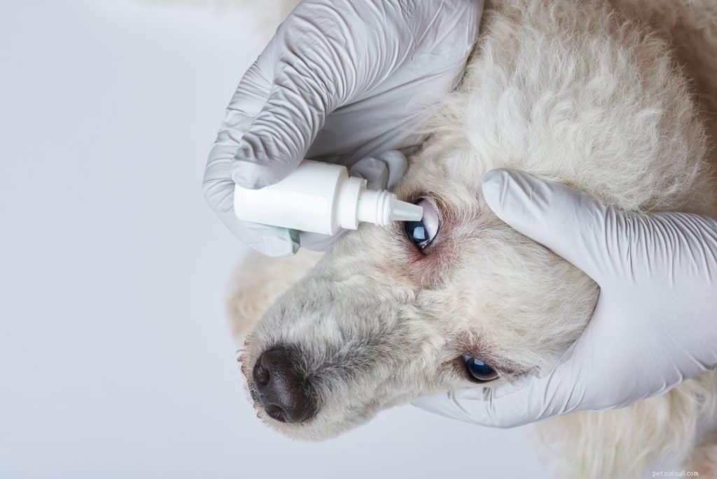 Glaucome chez le chien :causes, symptômes et traitement conseillé par les vétérinaires