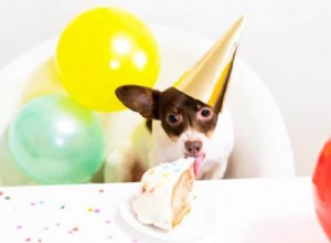 14 padarias para cães que oferecem bolos de aniversário personalizados em Cingapura