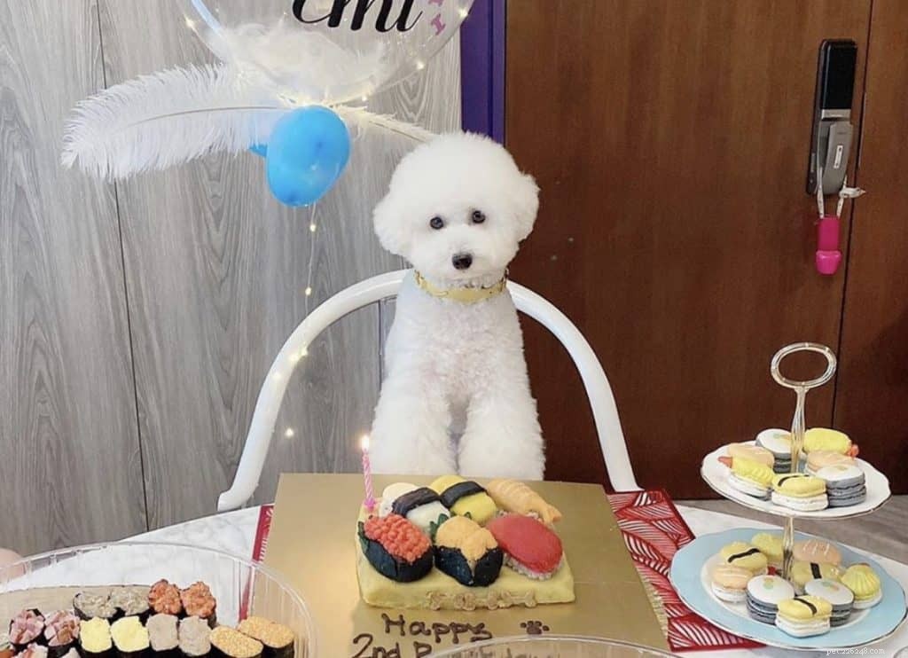 14 pekáren pro psy, které dodávají narozeninové dorty na míru v Singapuru