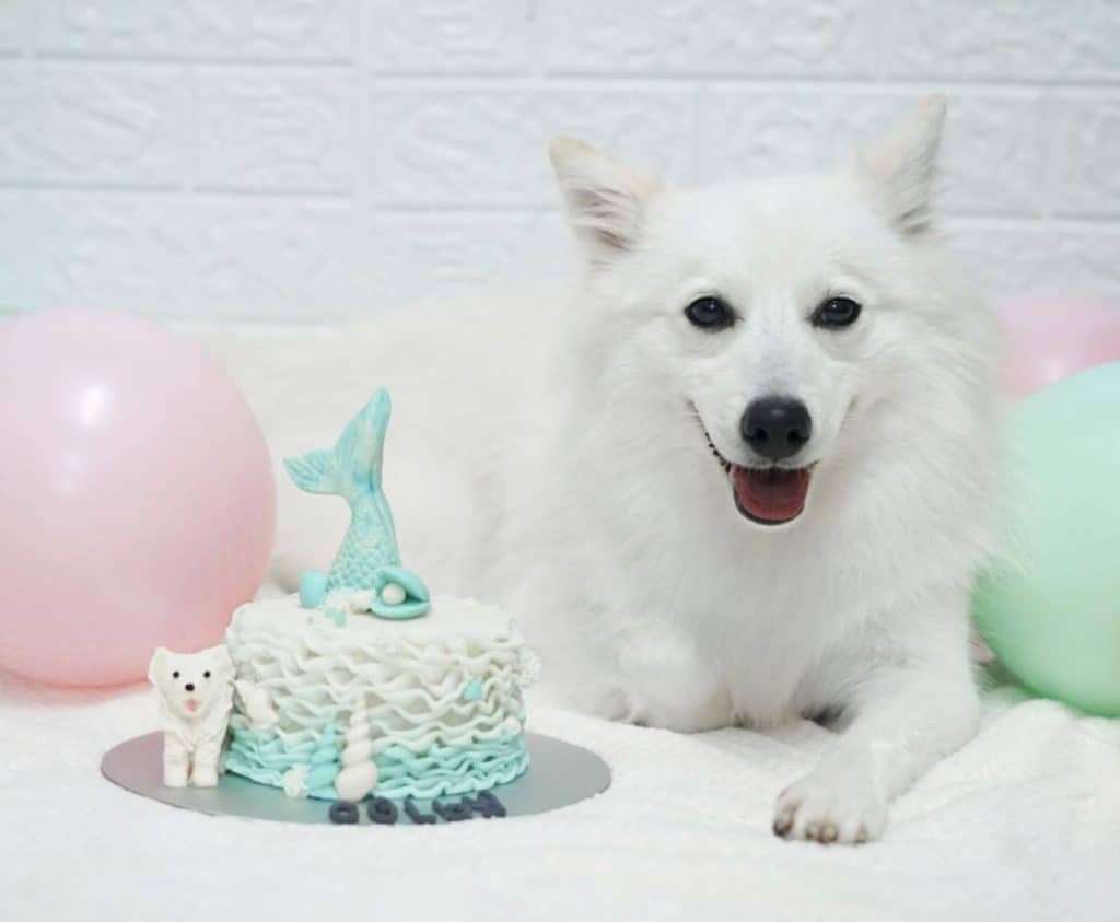 14 hondenbakkerijen die verjaardagstaarten op maat bezorgen in Singapore