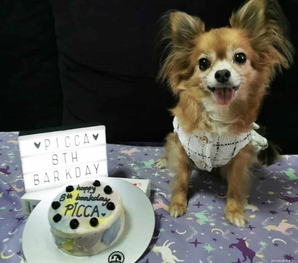 14 boulangeries pour chiens qui livrent des gâteaux d anniversaire personnalisés à Singapour