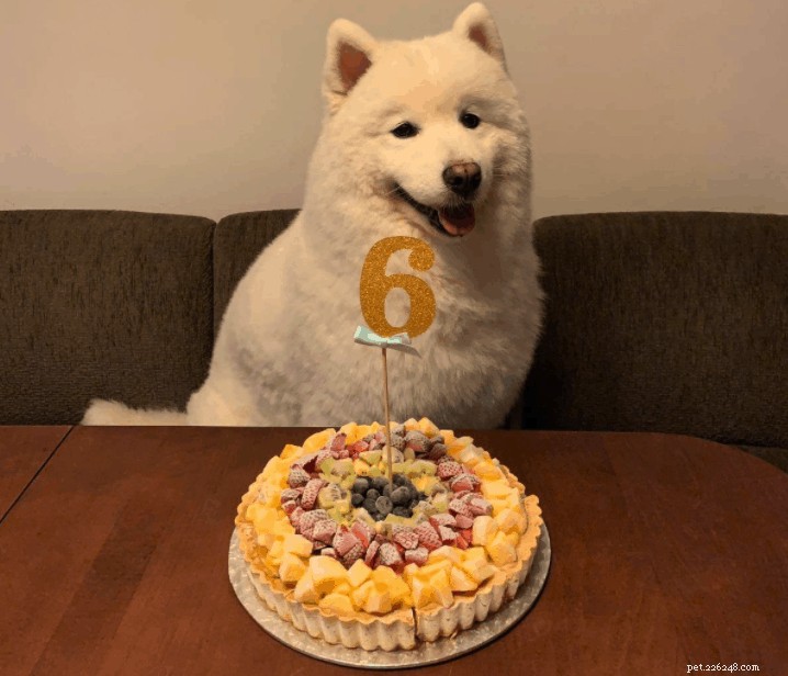14 boulangeries pour chiens qui livrent des gâteaux d anniversaire personnalisés à Singapour
