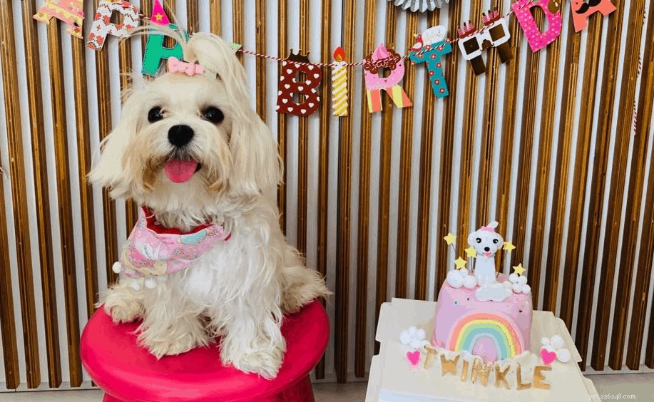 シンガポールでカスタマイズされたバースデーケーキを提供する14の犬のパン屋 