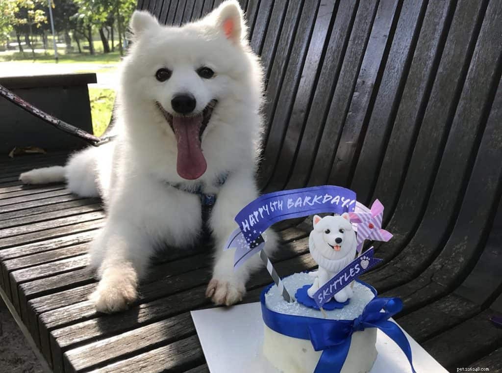 14 forni per cani che offrono torte di compleanno personalizzate a Singapore
