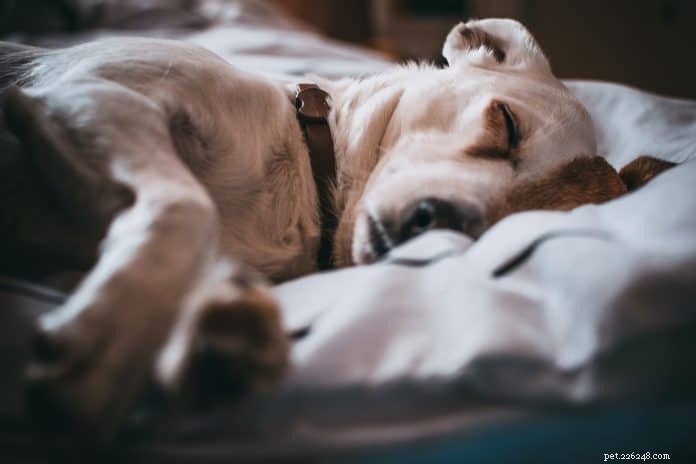 5 nejčastějších rakovin u psů na základě zkušeností veterinářů 