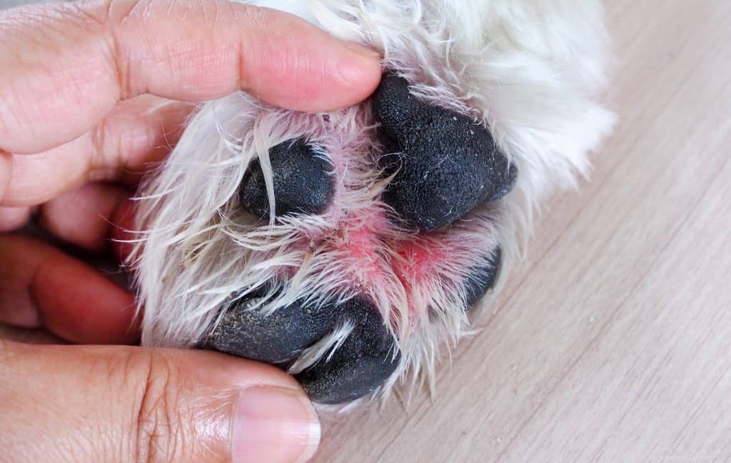 5 vanligaste cancersjukdomarna hos hundar baserat på veterinärernas erfarenhet