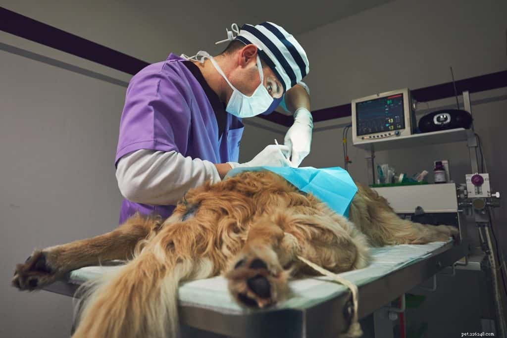 I 5 tumori più comuni nei cani in base all esperienza dei veterinari