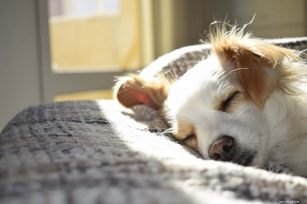 5 meest voorkomende vormen van kanker bij honden op basis van ervaring van dierenartsen