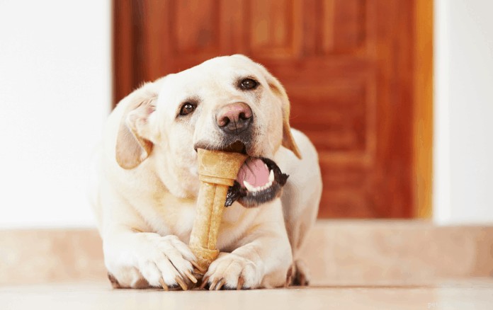 Kunnen honden ribbotten eten? – Advies en tips van dierenartsen
