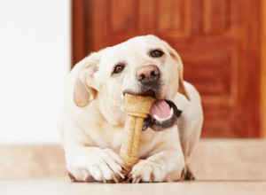 Могут ли собаки есть реберные кости? – Советы и подсказки от ветеринаров