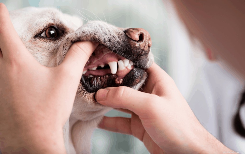 Kan hundar äta revbensben? – Råd och tips från veterinärer