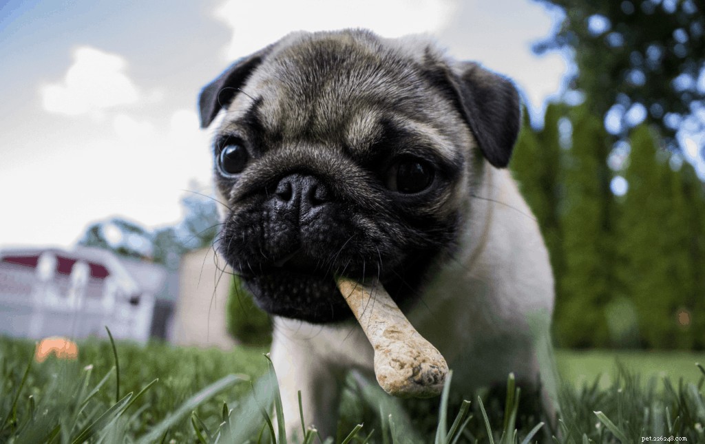 Můžou psi jíst žeberní kosti? – Rady a tipy od veterinářů