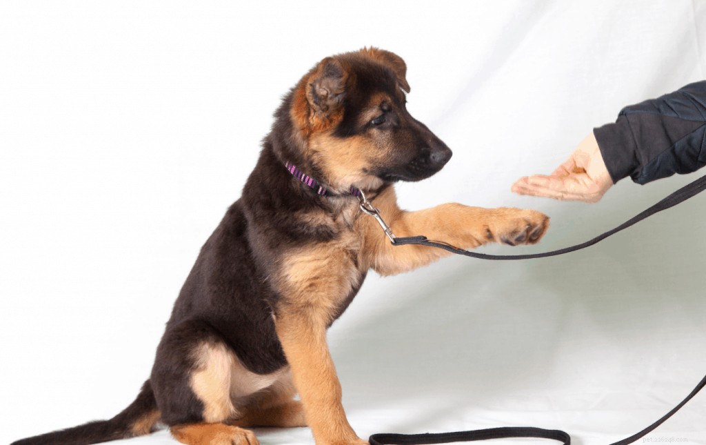 Kan hundar äta revbensben? – Råd och tips från veterinärer