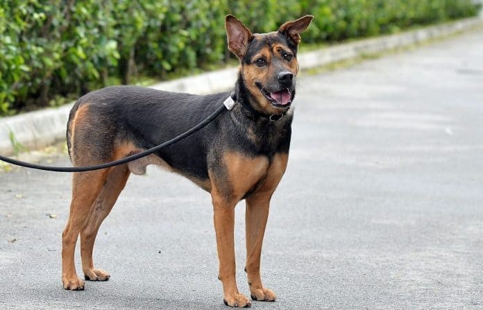 Подробное руководство по содержанию и уходу за сингапурской особой собакой