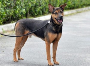 シンガポールの特別な犬を飼い、世話をするための詳細なガイド 
