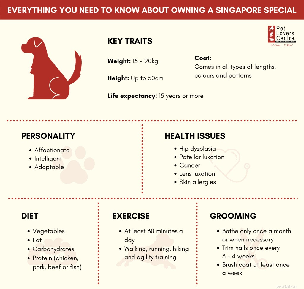 Un guide détaillé pour posséder et prendre soin d un chien spécial de Singapour